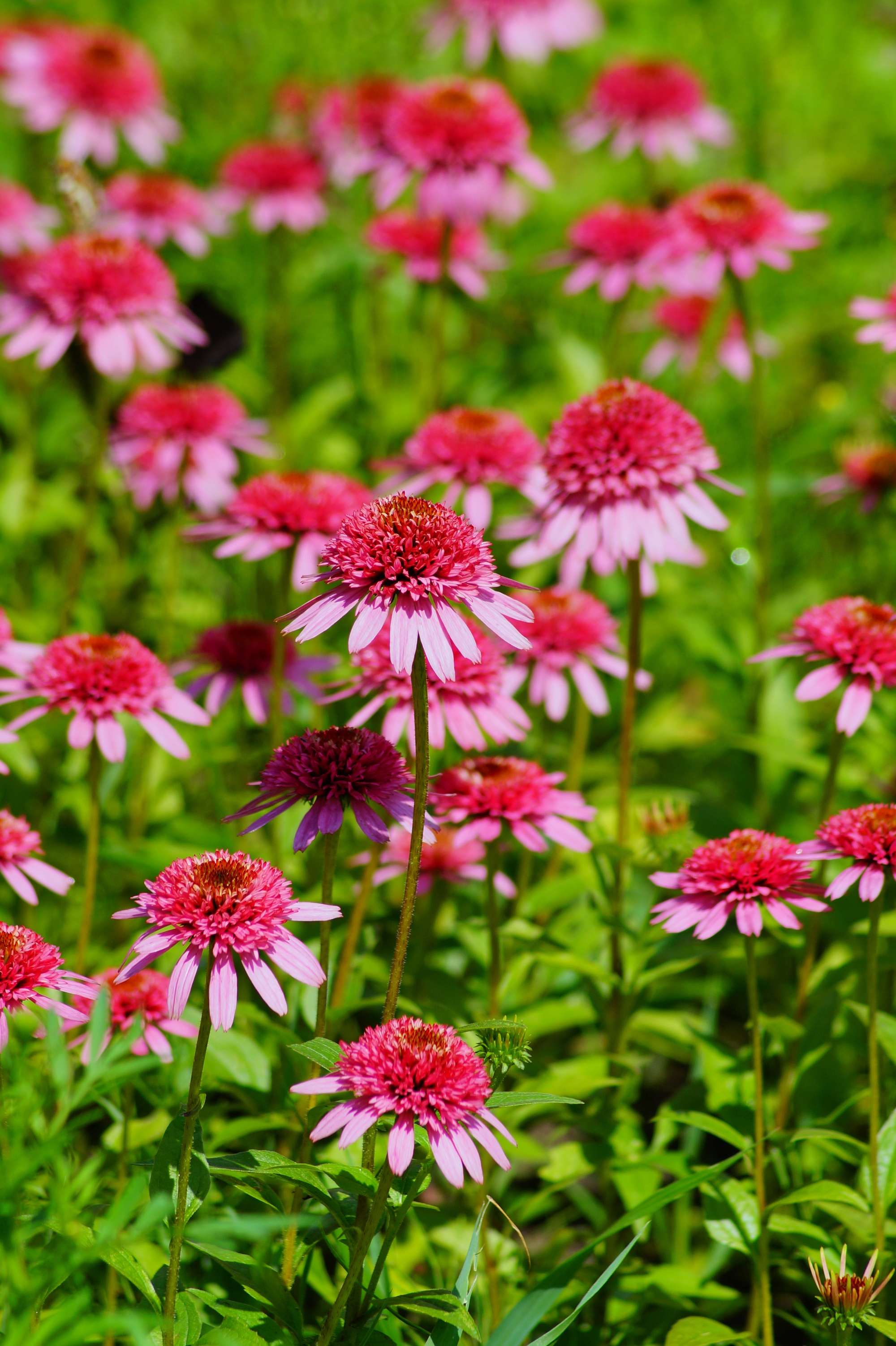 Röd solhatt Echinacea 'Raspberry Truffle'